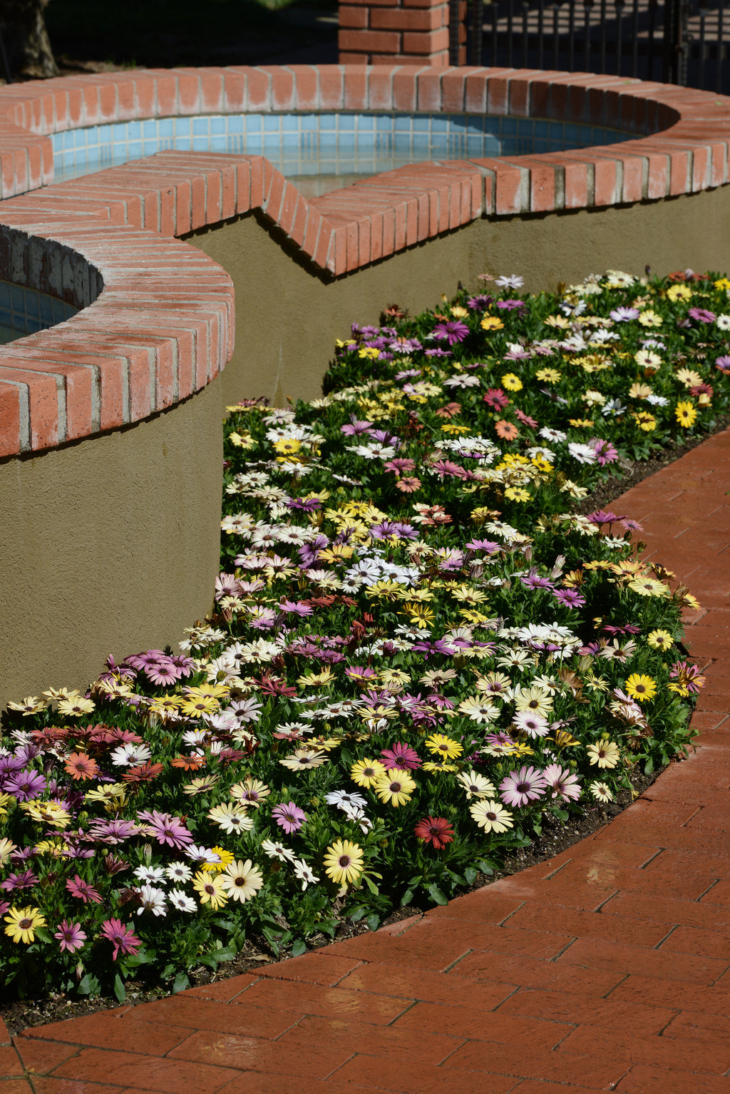 Osteospermum Akila Grand Canyon Mix