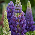 Lupin Legendary Shades Blue