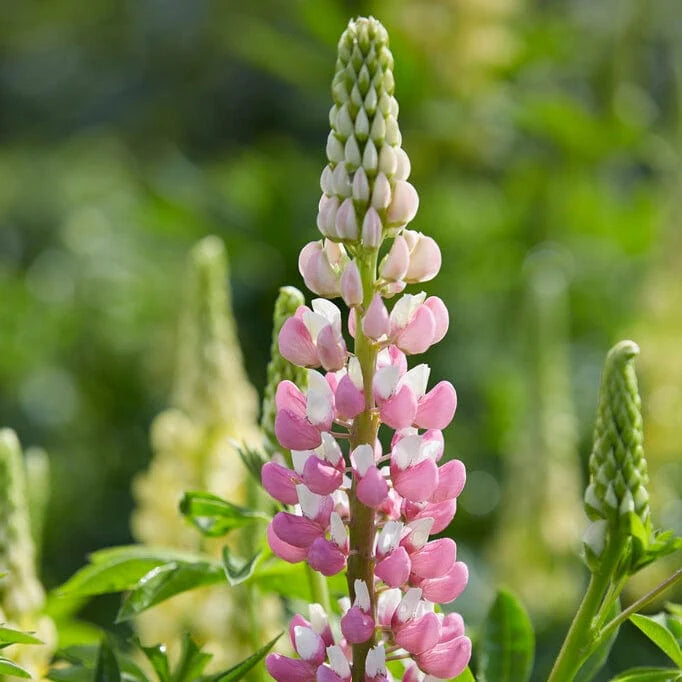 Lupin Legendary Shades Rose