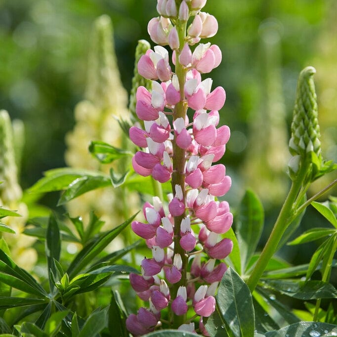 Lupin Legendary Shades Rose