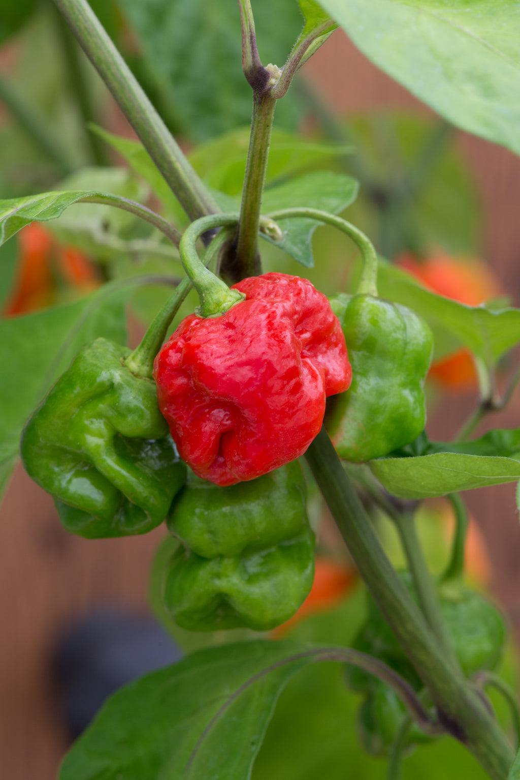 Chilli Hot Armageddon