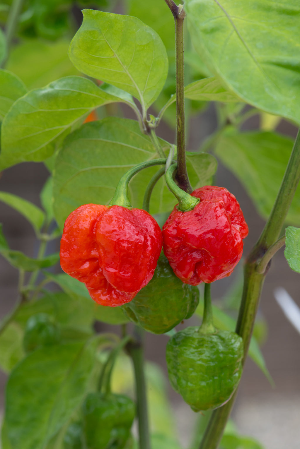 Chilli Hot Armageddon
