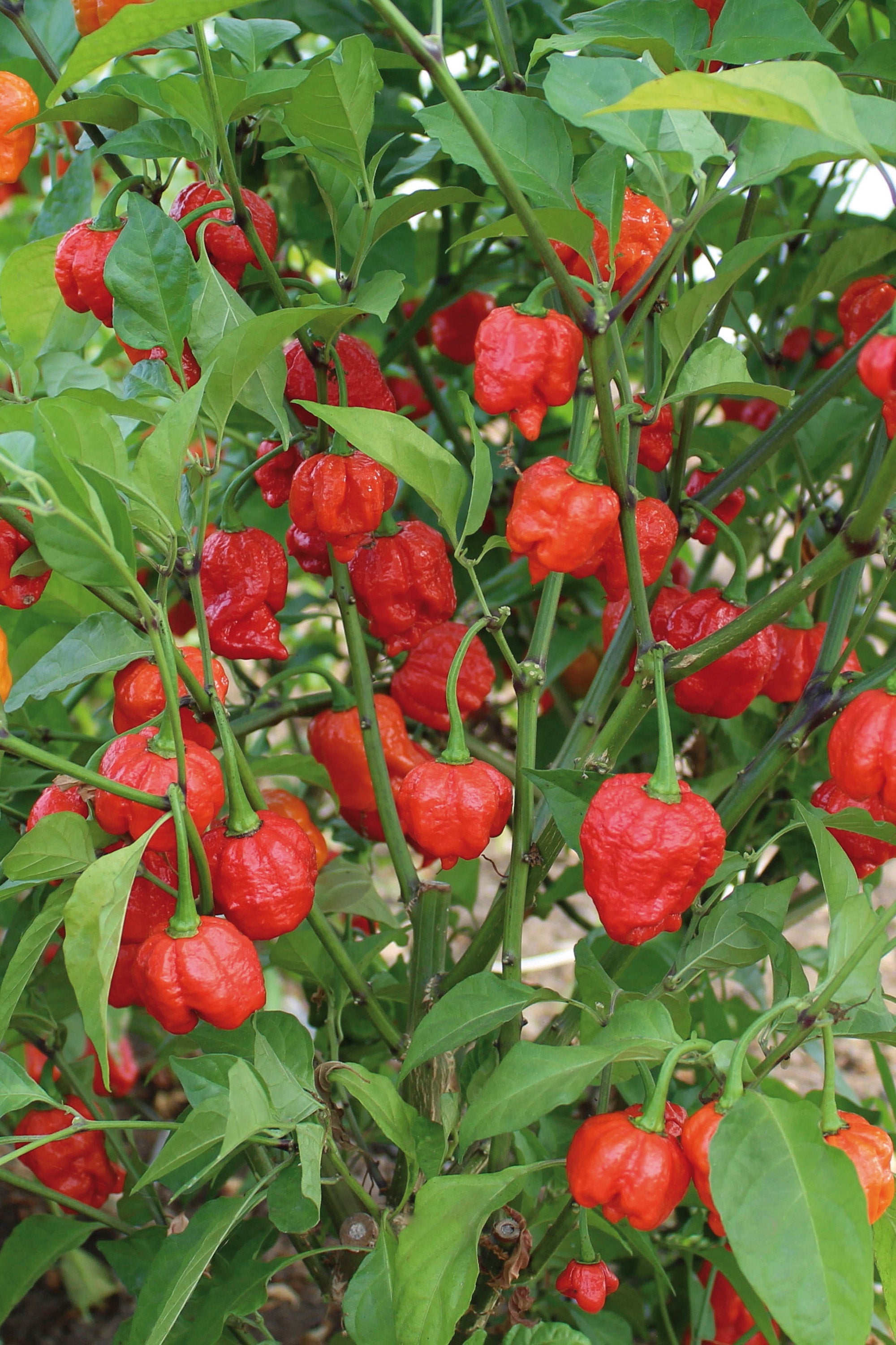 Chilli Hot Armageddon