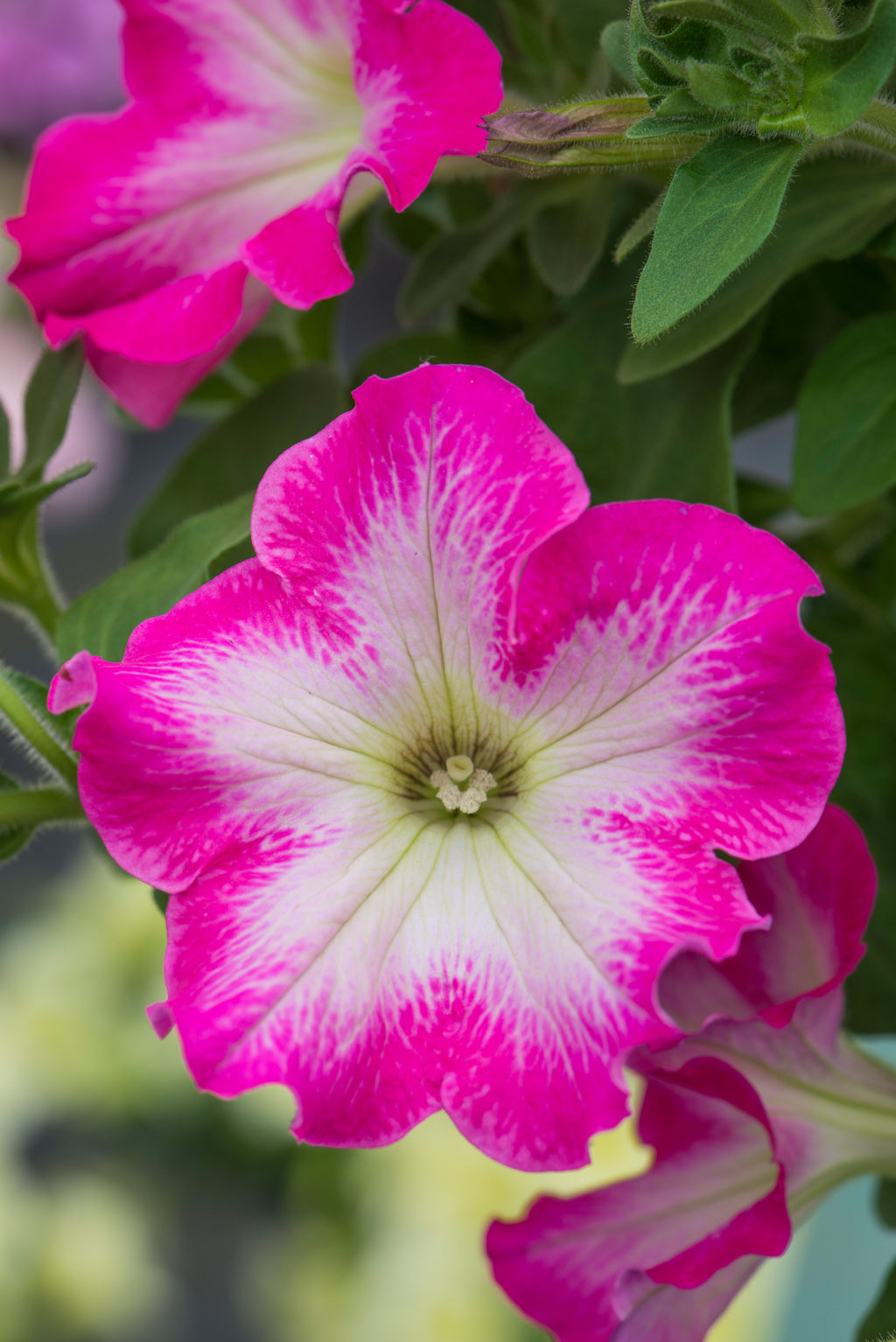 Petunia Fanfare Rose Morn