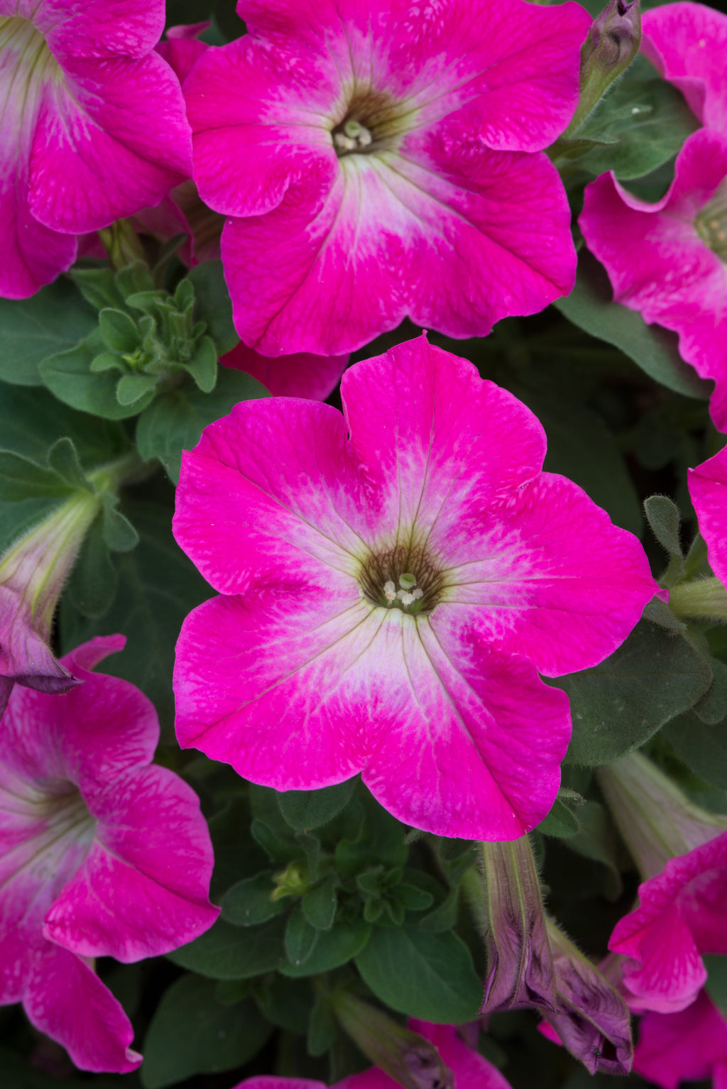 Petunia Fanfare Rose Morn