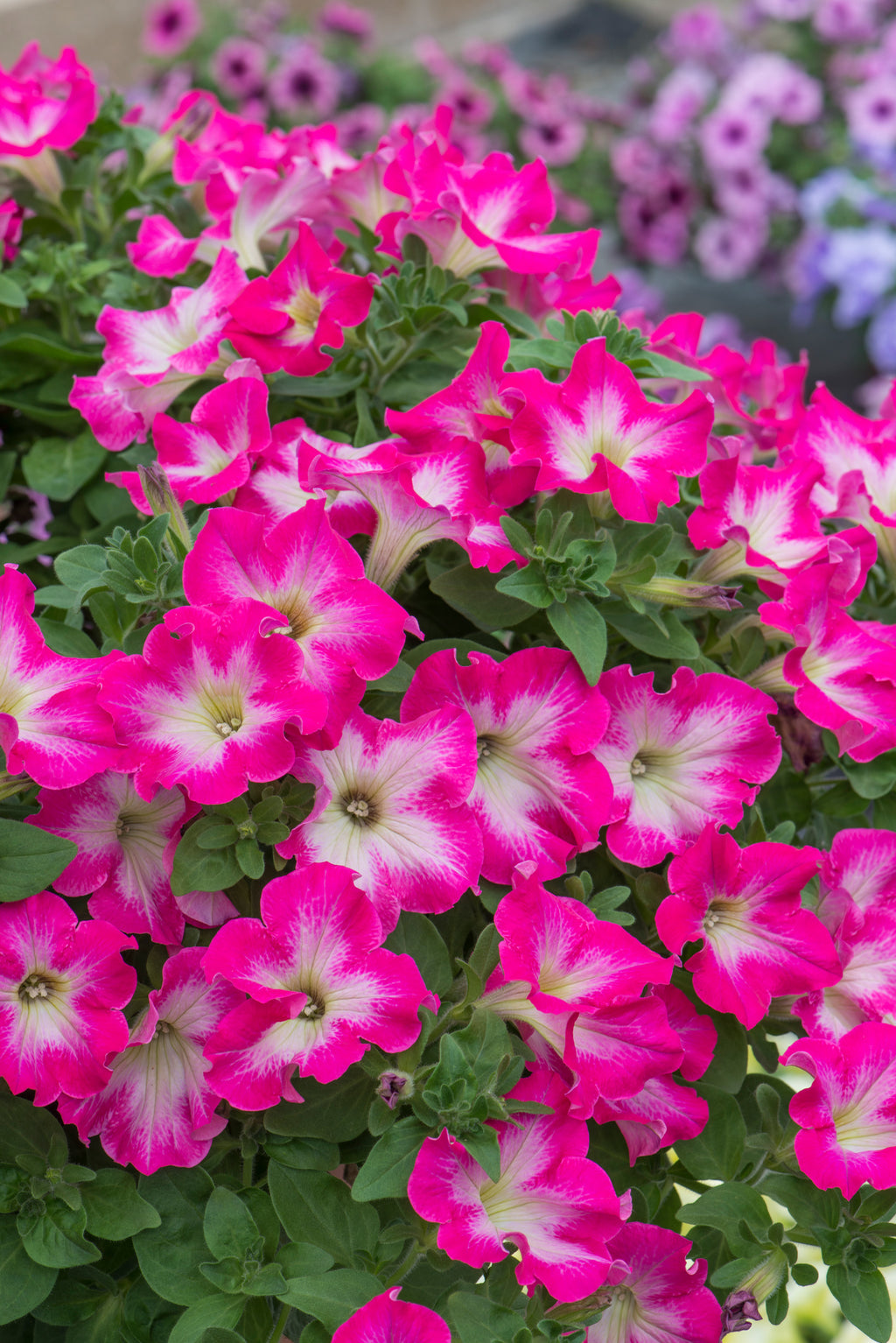 Petunia Fanfare Rose Morn