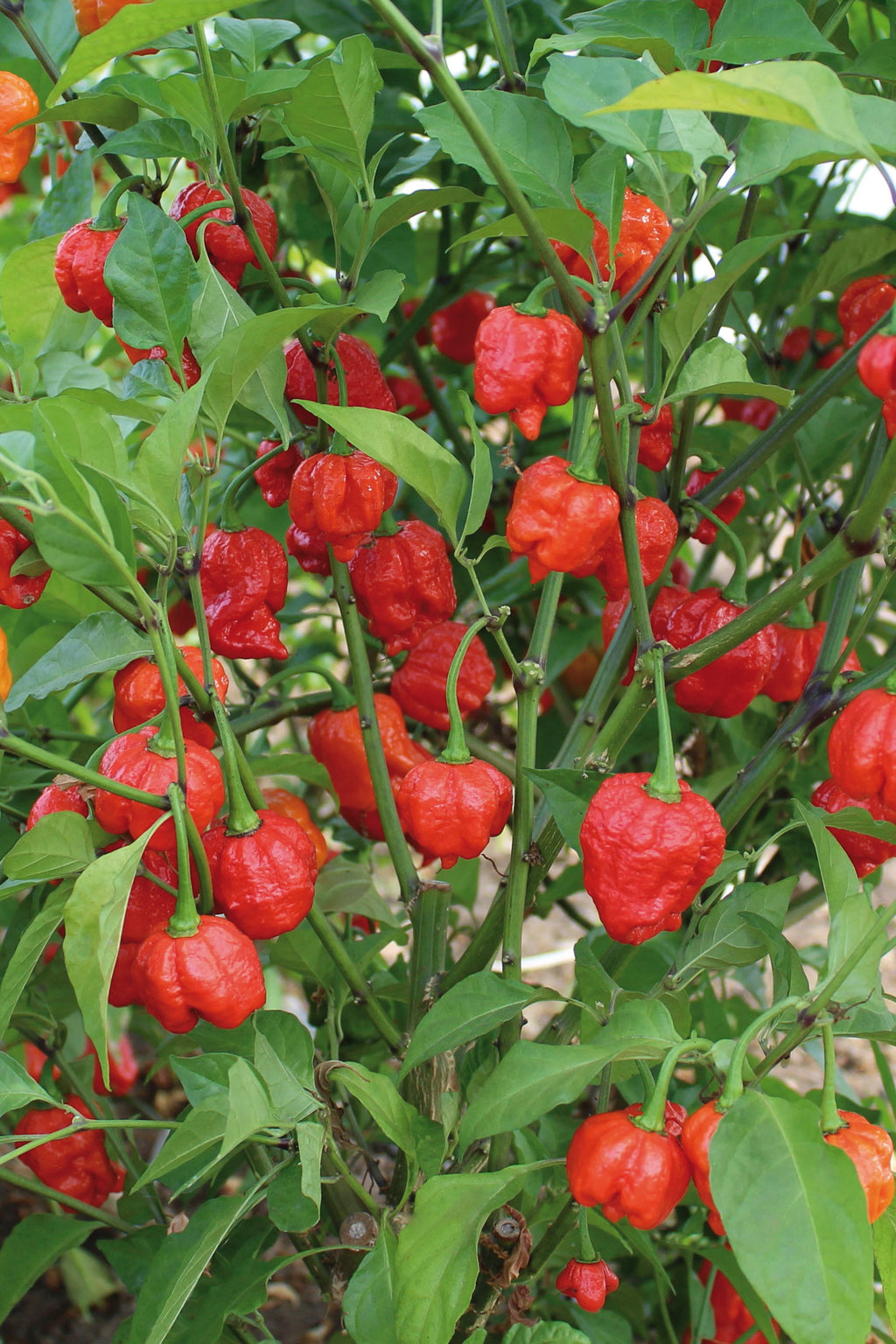 Chilli Hot Armageddon