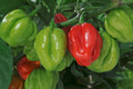 Chilli Hot Scotch Bonnet Red