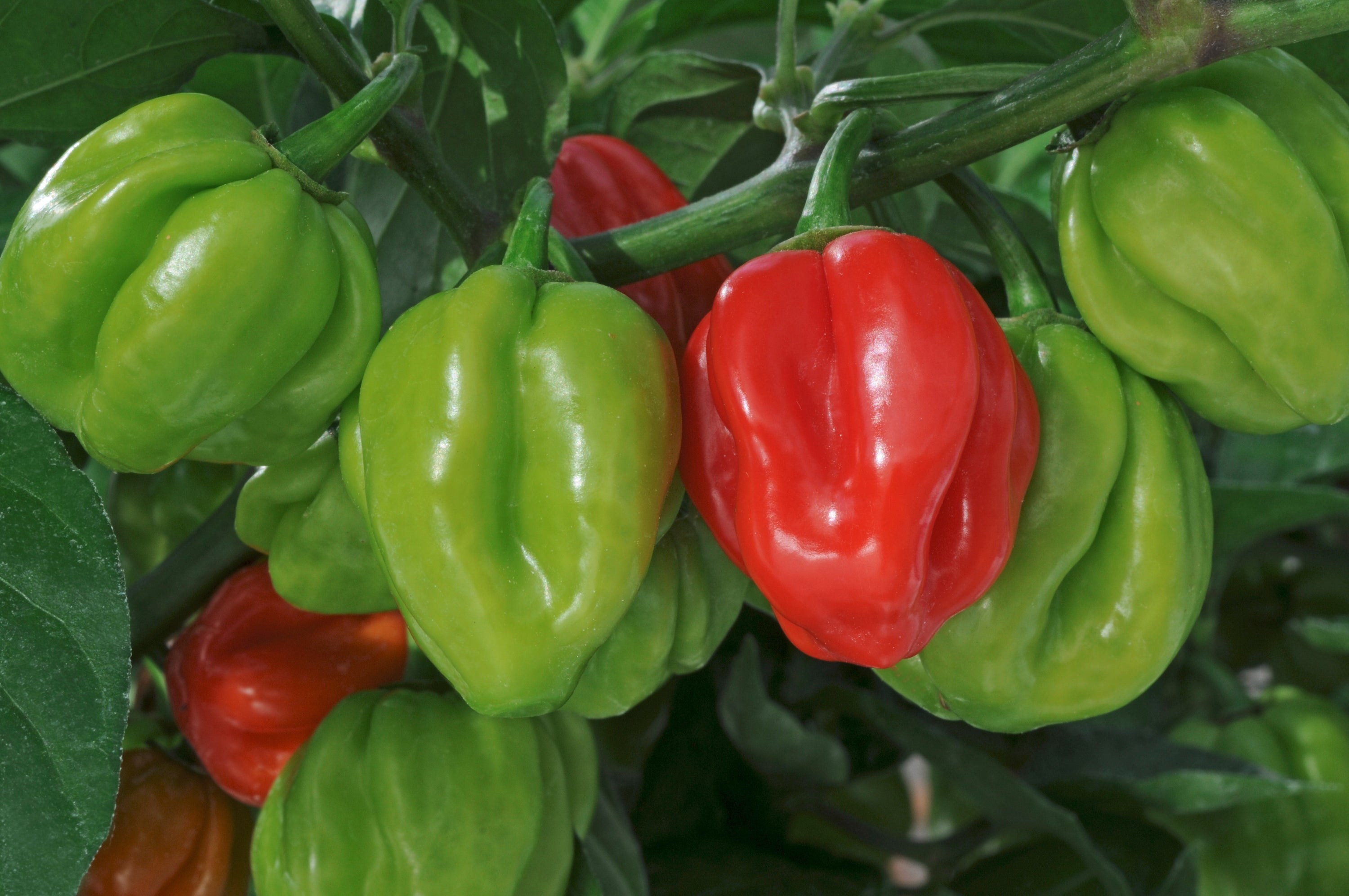 Chilli Hot Scotch Bonnet Red