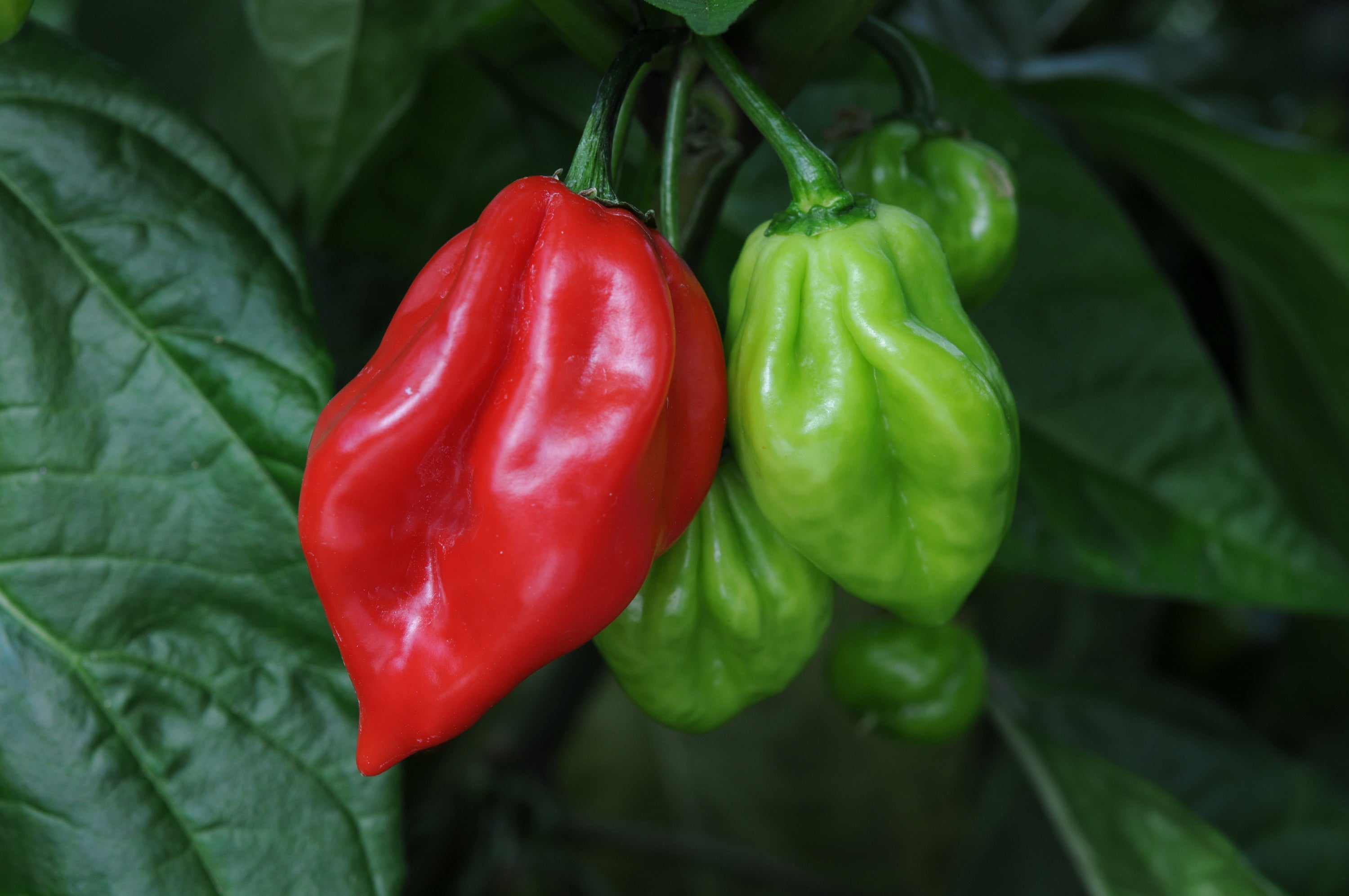 Chilli Hot Scotch Bonnet Red