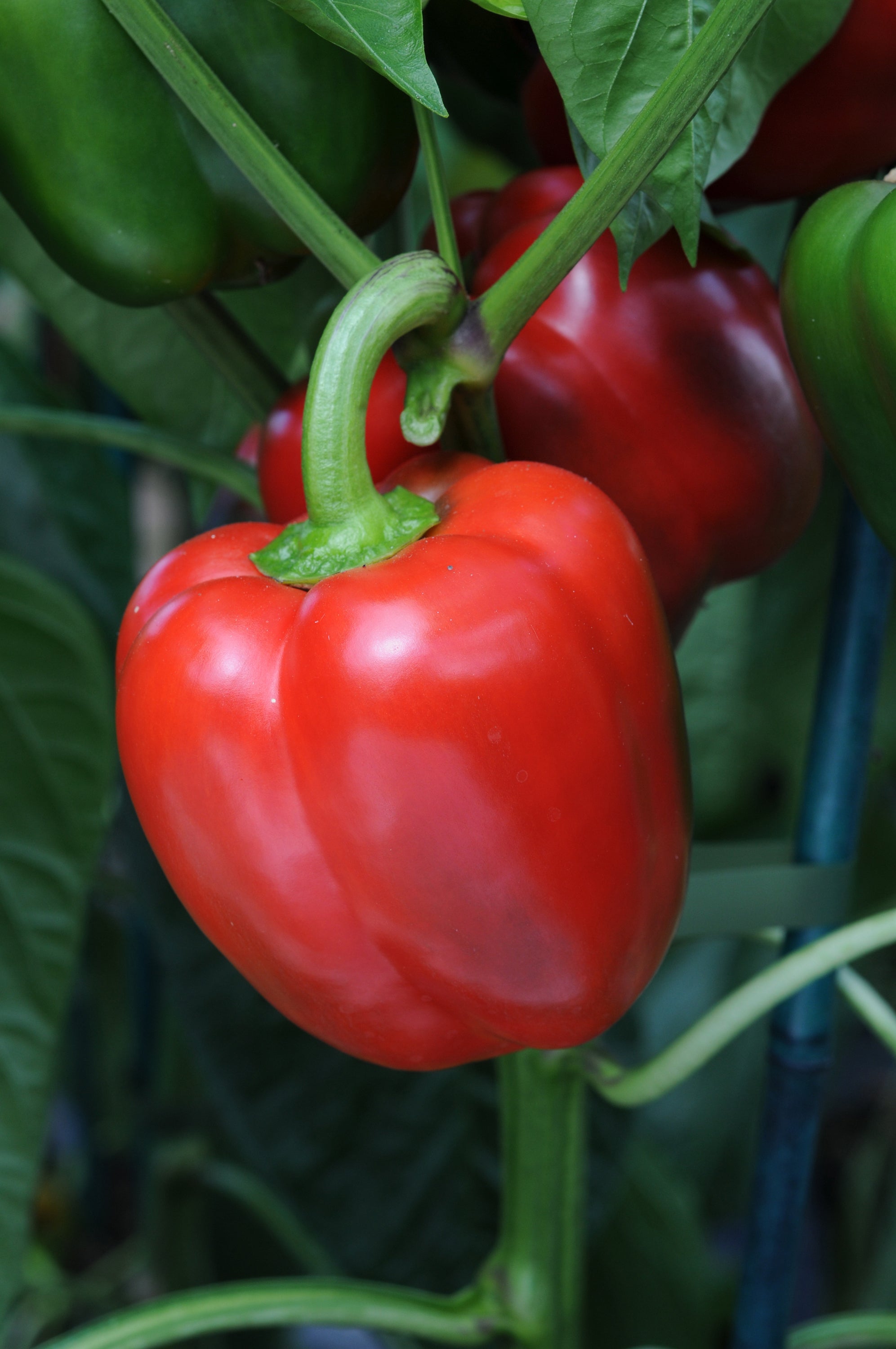 Sweet Pepper Bendigo