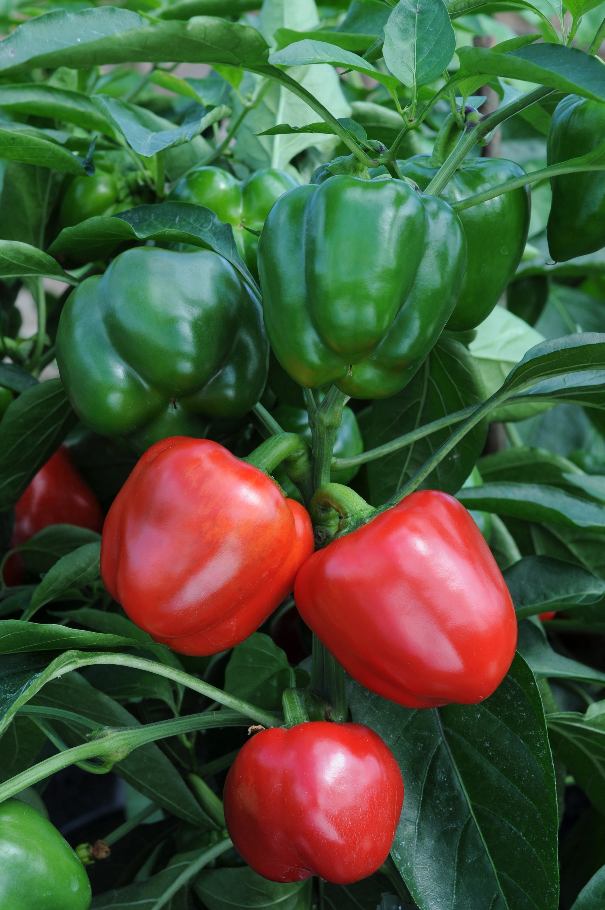 Sweet Pepper Bendigo
