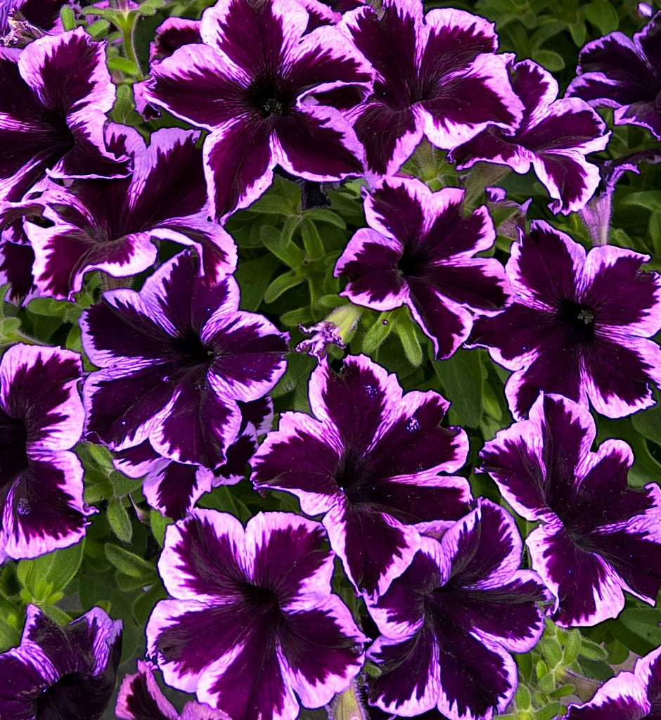 Petunia Go Tunia Cosmic Violet