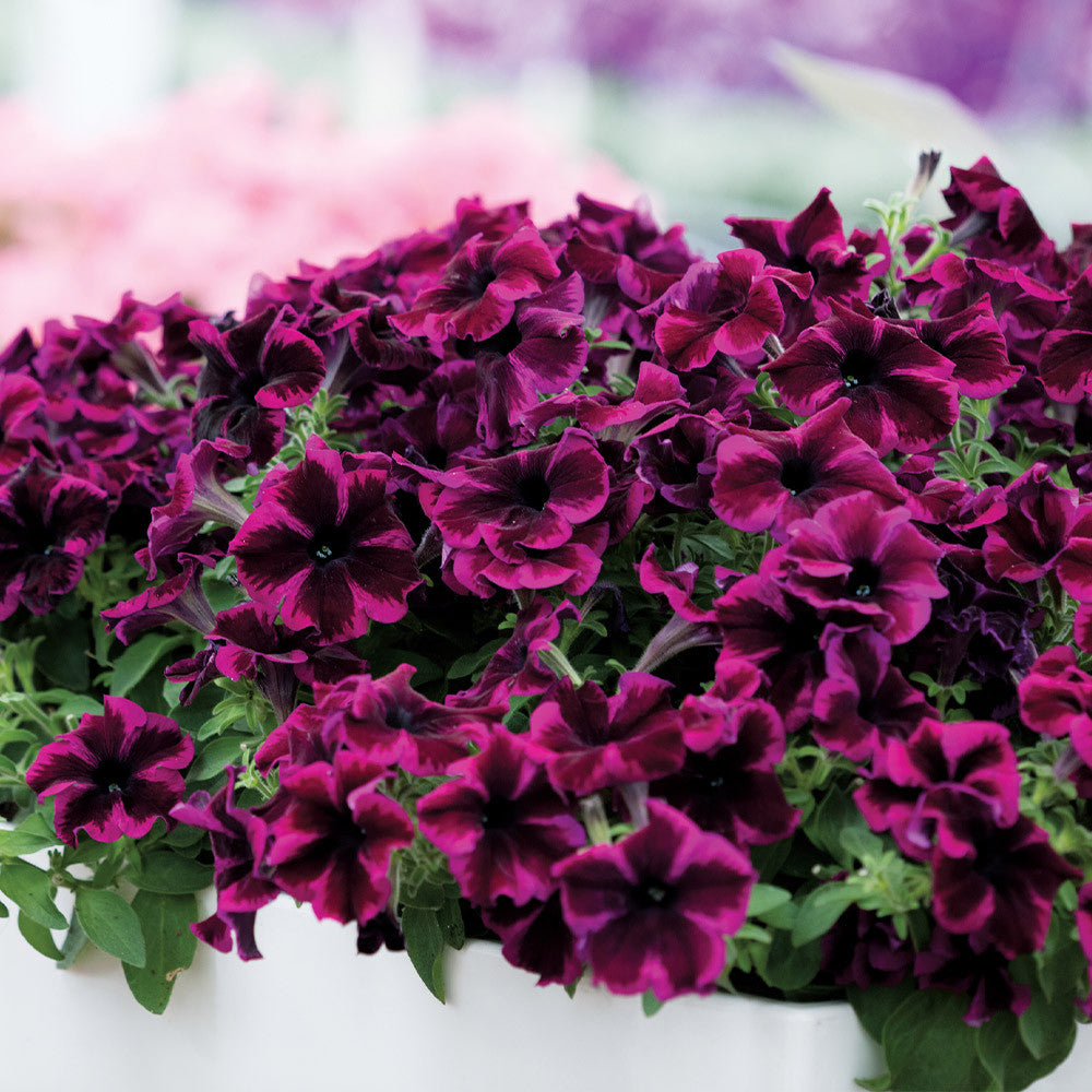 Petunia Go Tunia Cosmic Purple