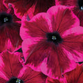 Petunia Go Tunia Cosmic Purple