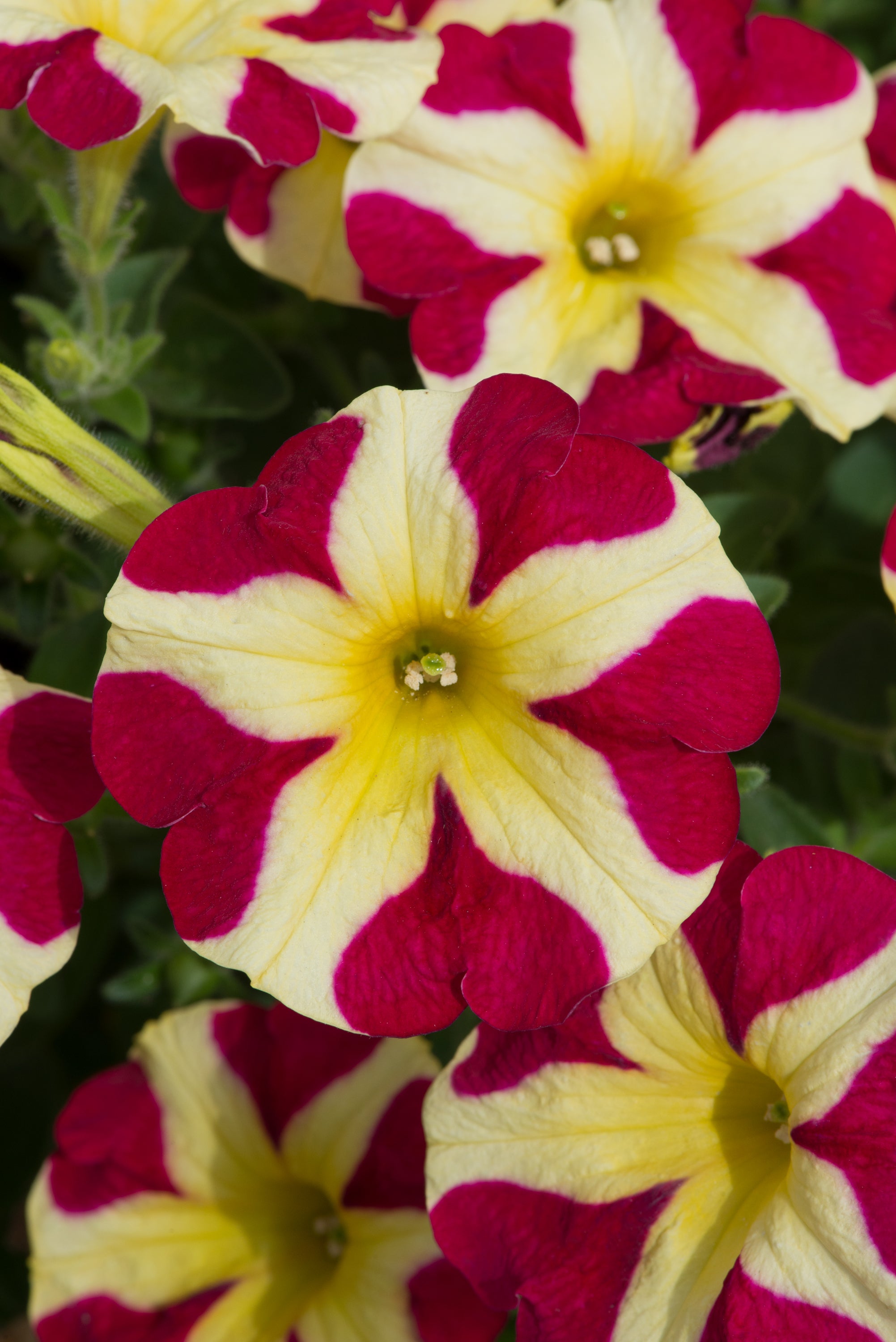 Petunia Amore Queen of Hearts