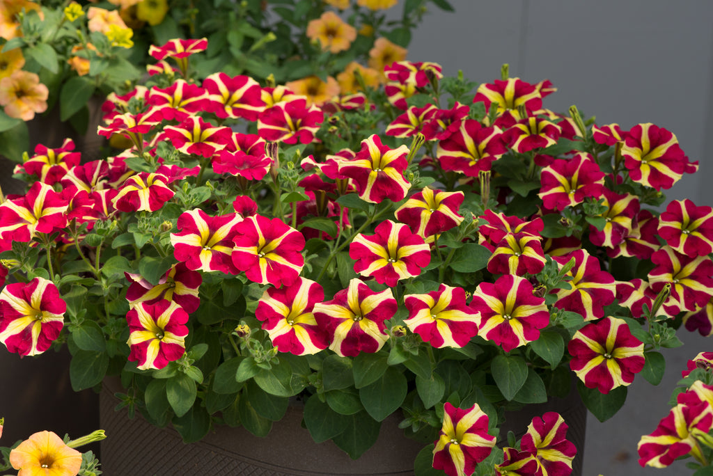 Petunia Amore Queen of Hearts