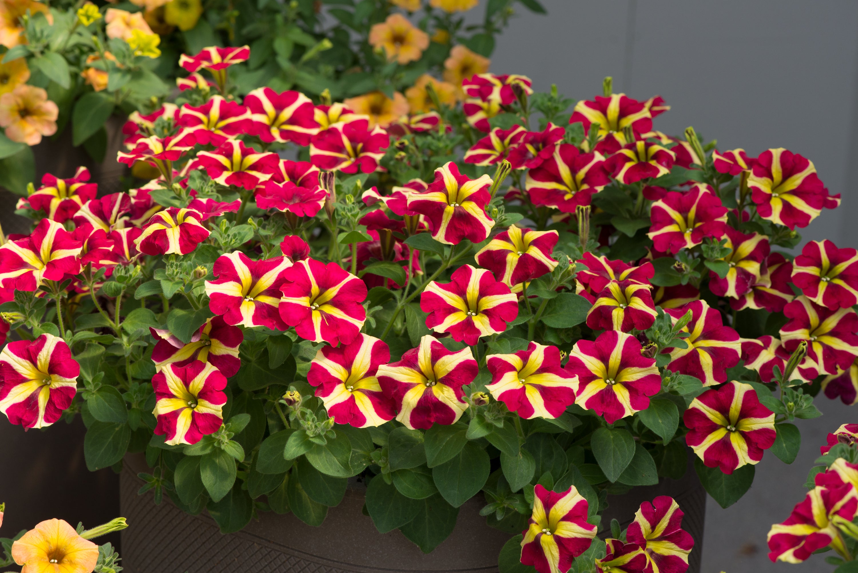 Petunia Amore Queen of Hearts