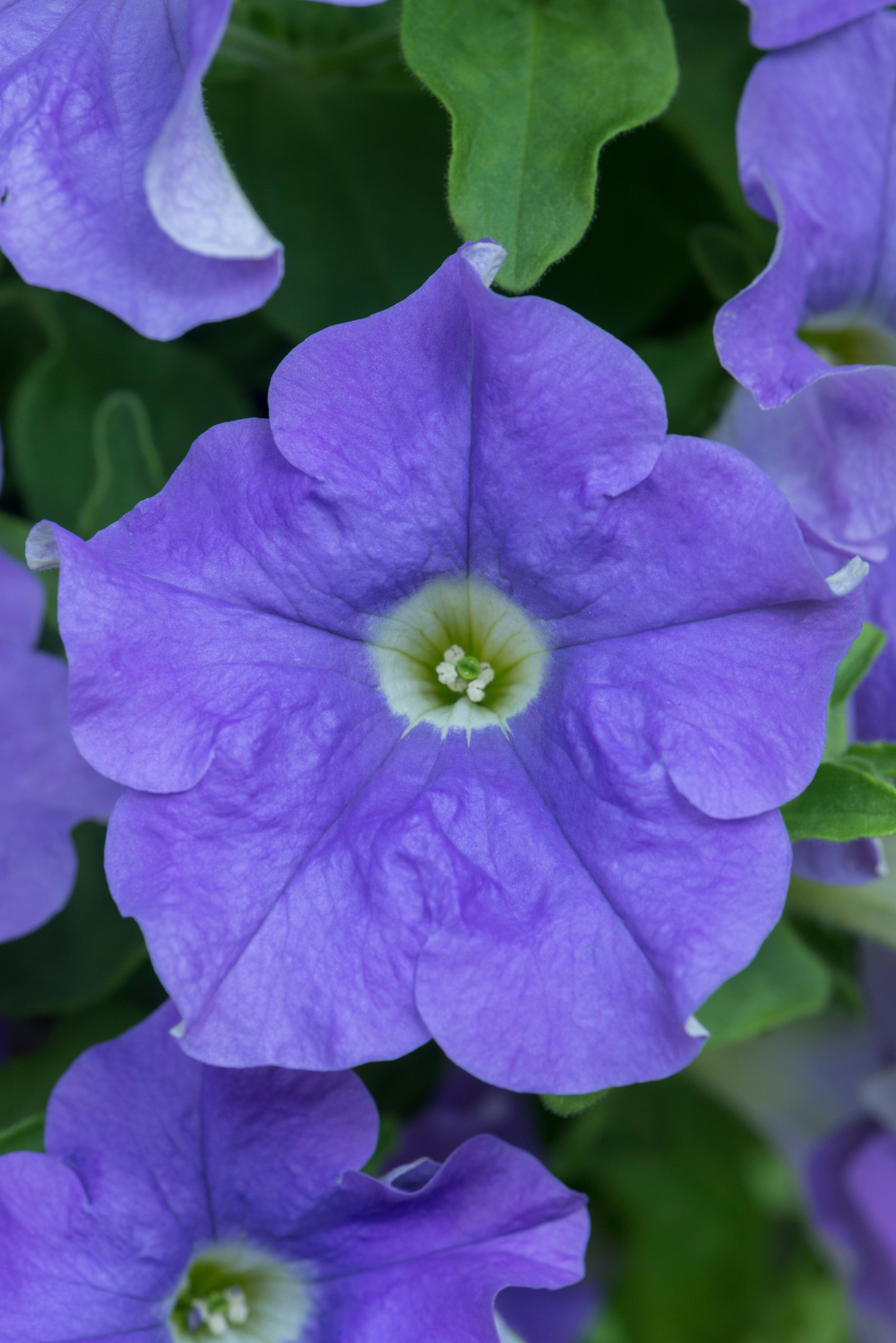 Petunia Fanfare Blue Sky