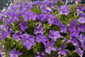 Petunia Fanfare Blue Sky