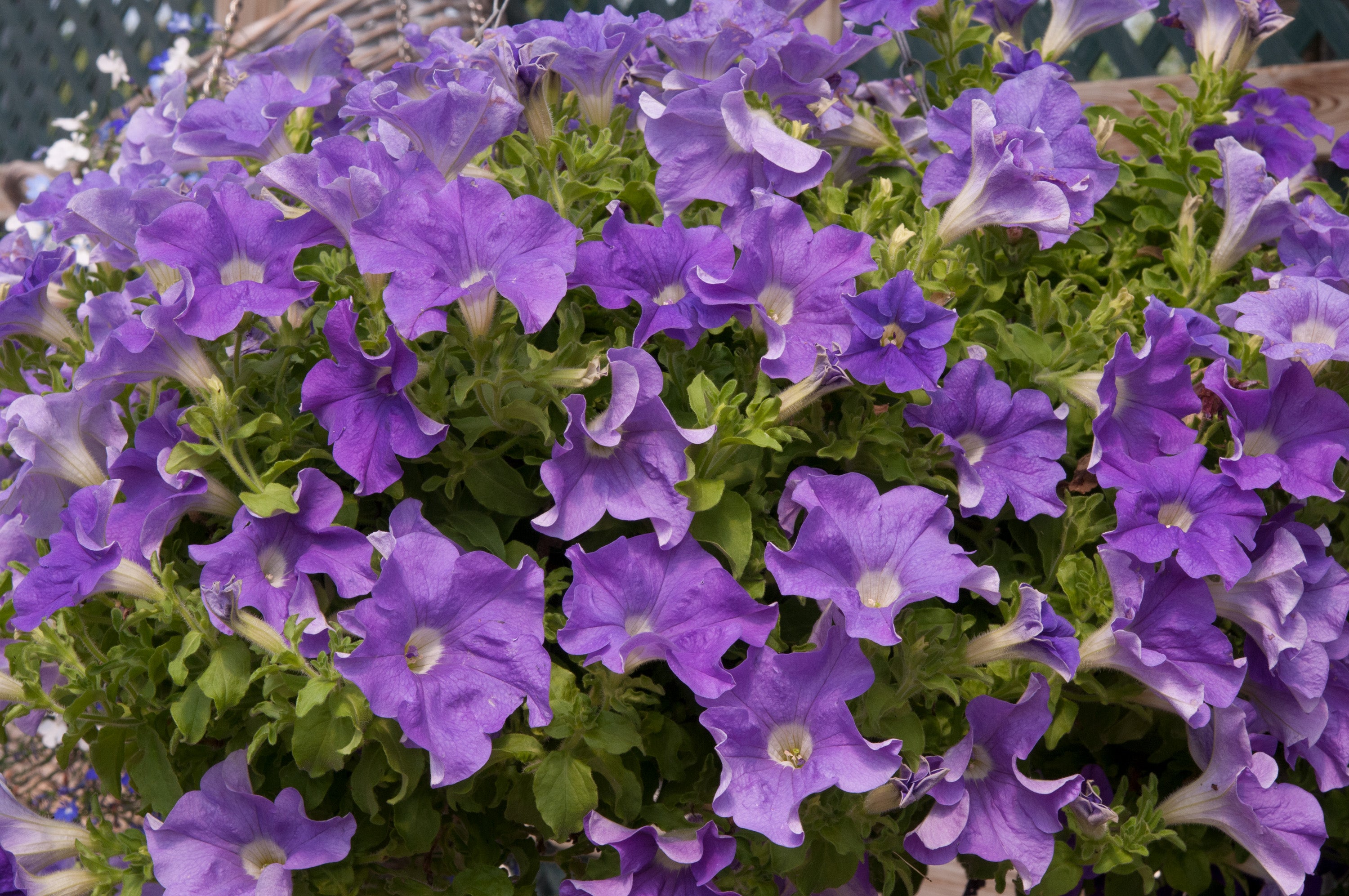 Petunia Fanfare Blue Sky