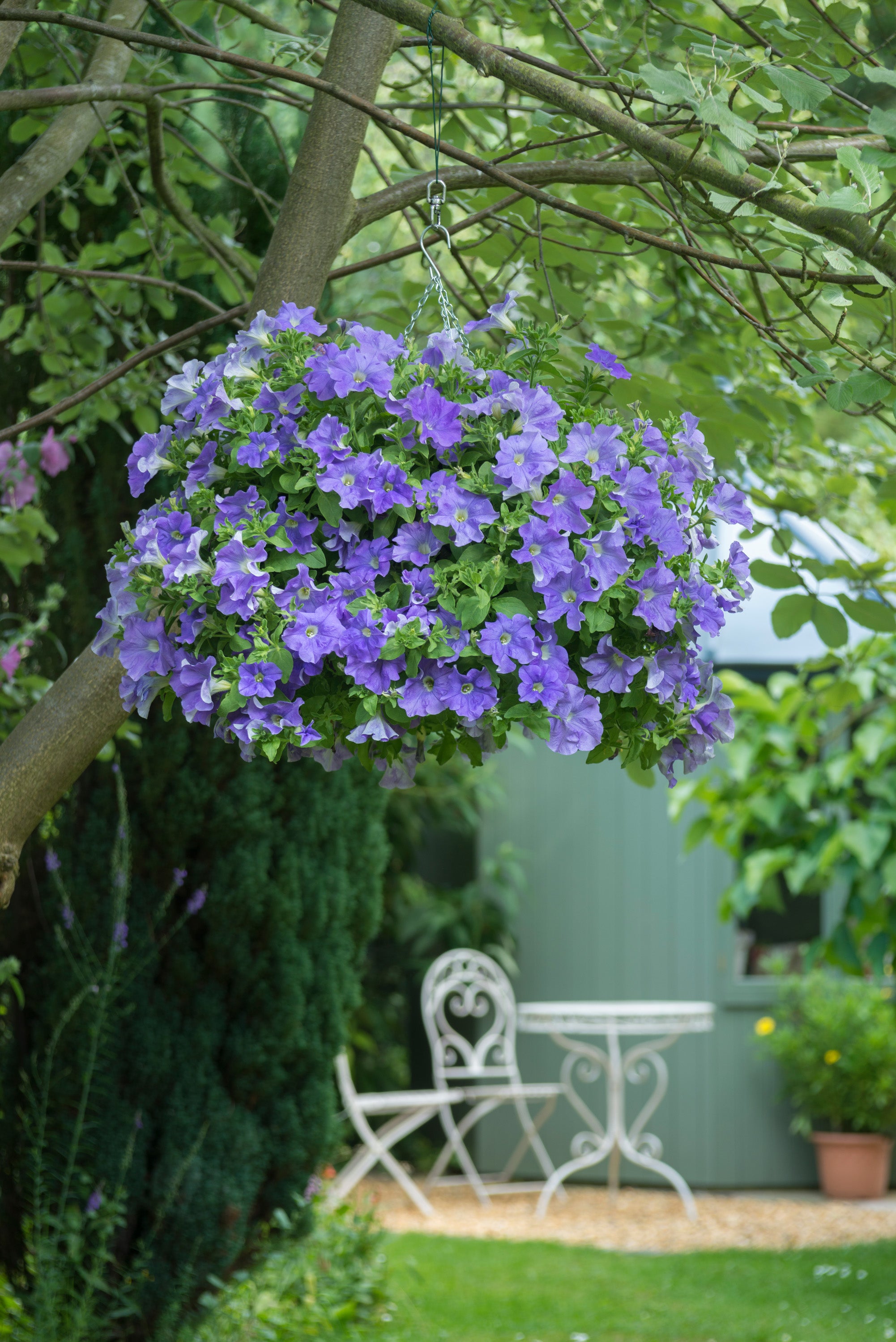 Petunia Fanfare Blue Sky
