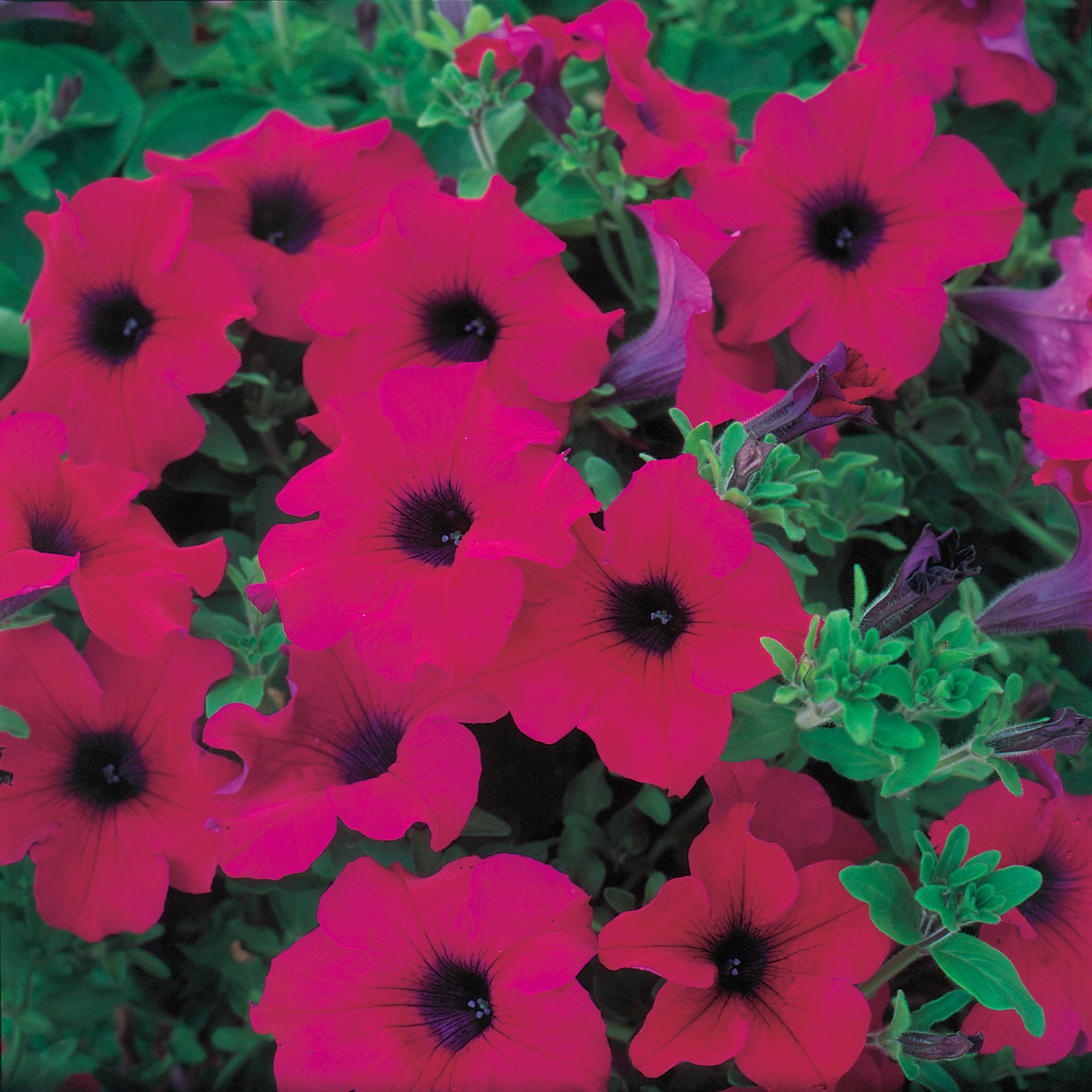 Petunia Surfina Giant Purple