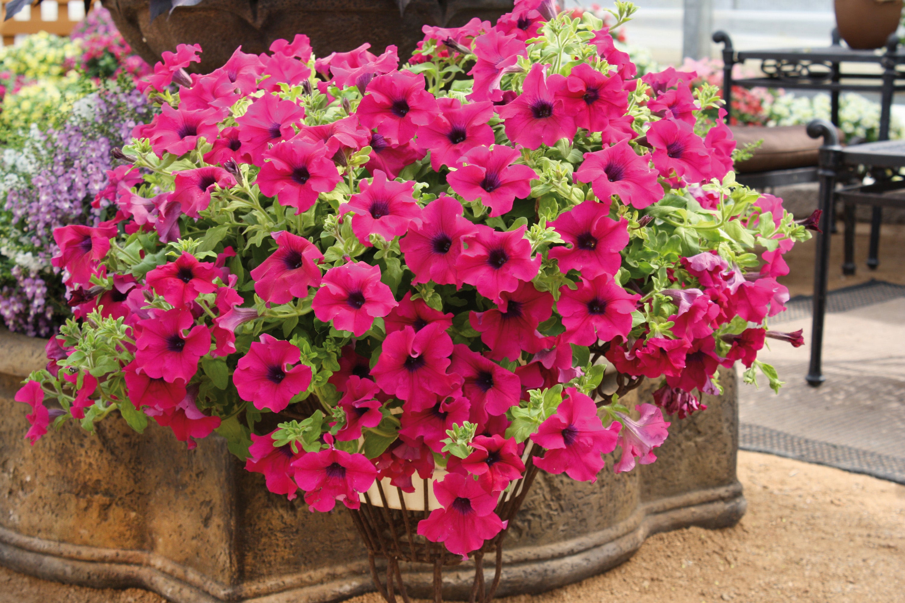 Petunia Surfina Giant Purple