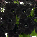 Petunia Go Tunia Black