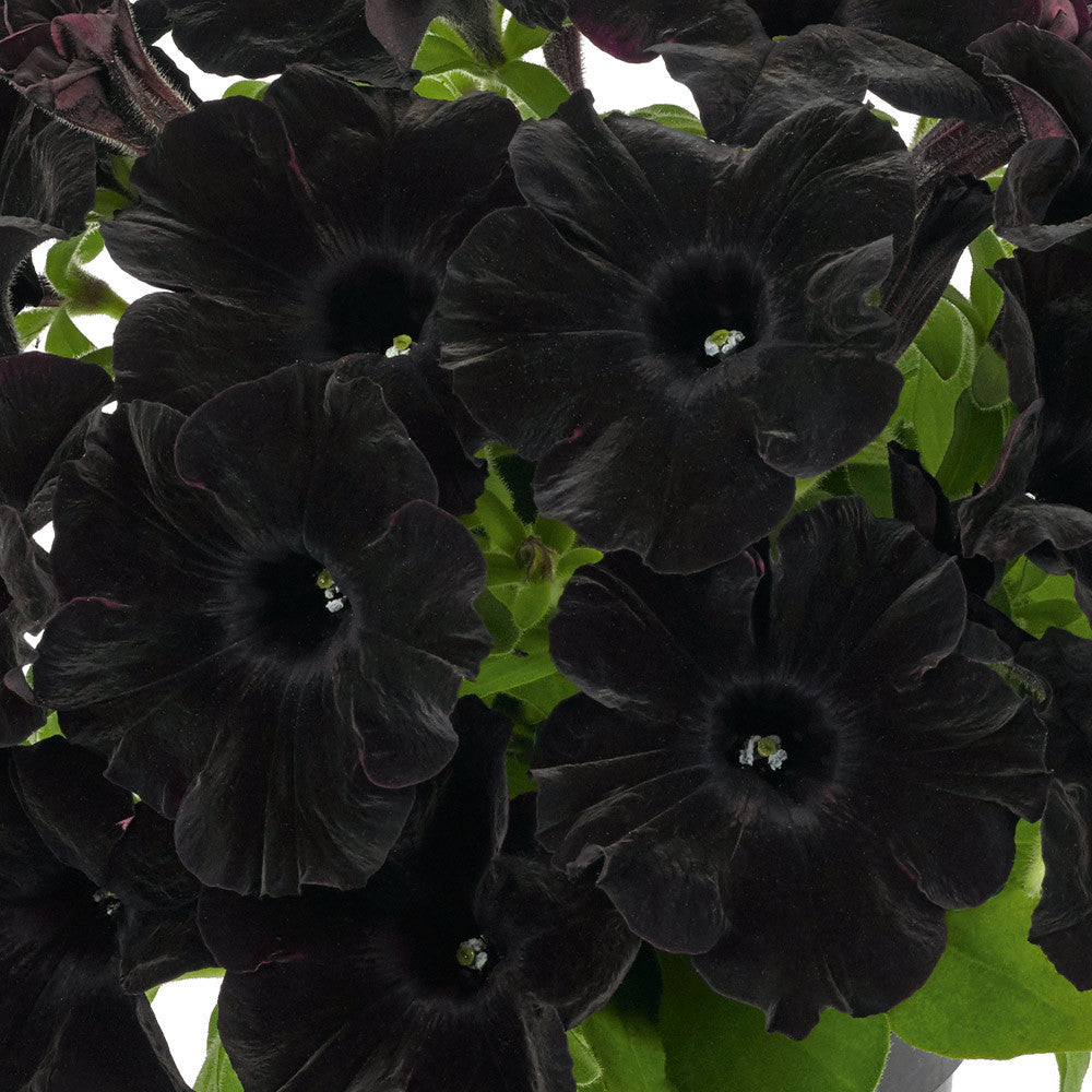 Petunia Go Tunia Black