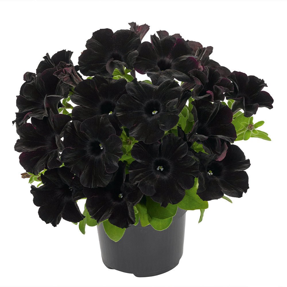 Petunia Go Tunia Black