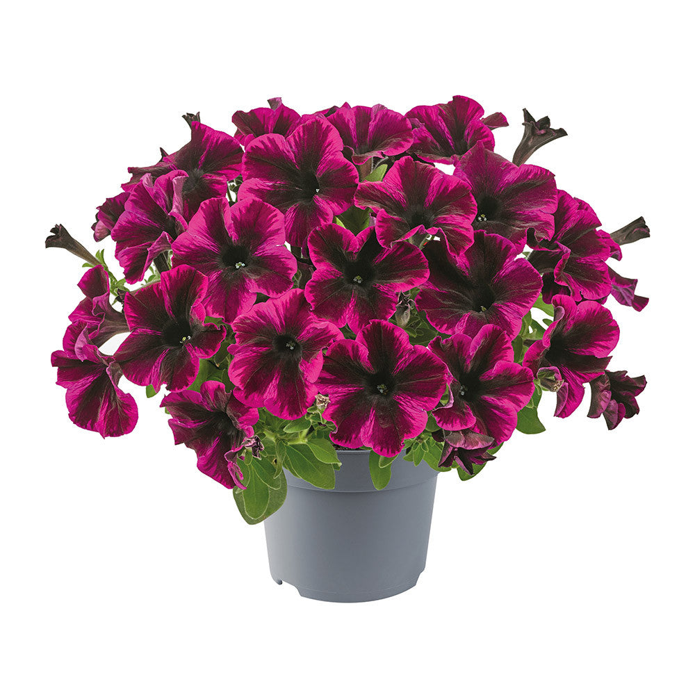 Petunia Go Tunia Cosmic Purple
