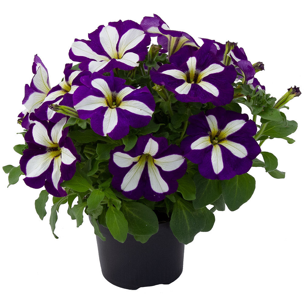 Petunia Go Tunia Lucky Lilac