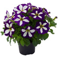 Petunia Go Tunia Lucky Lilac