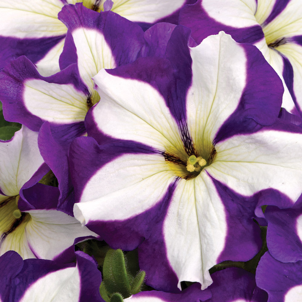Petunia Go Tunia Lucky Lilac