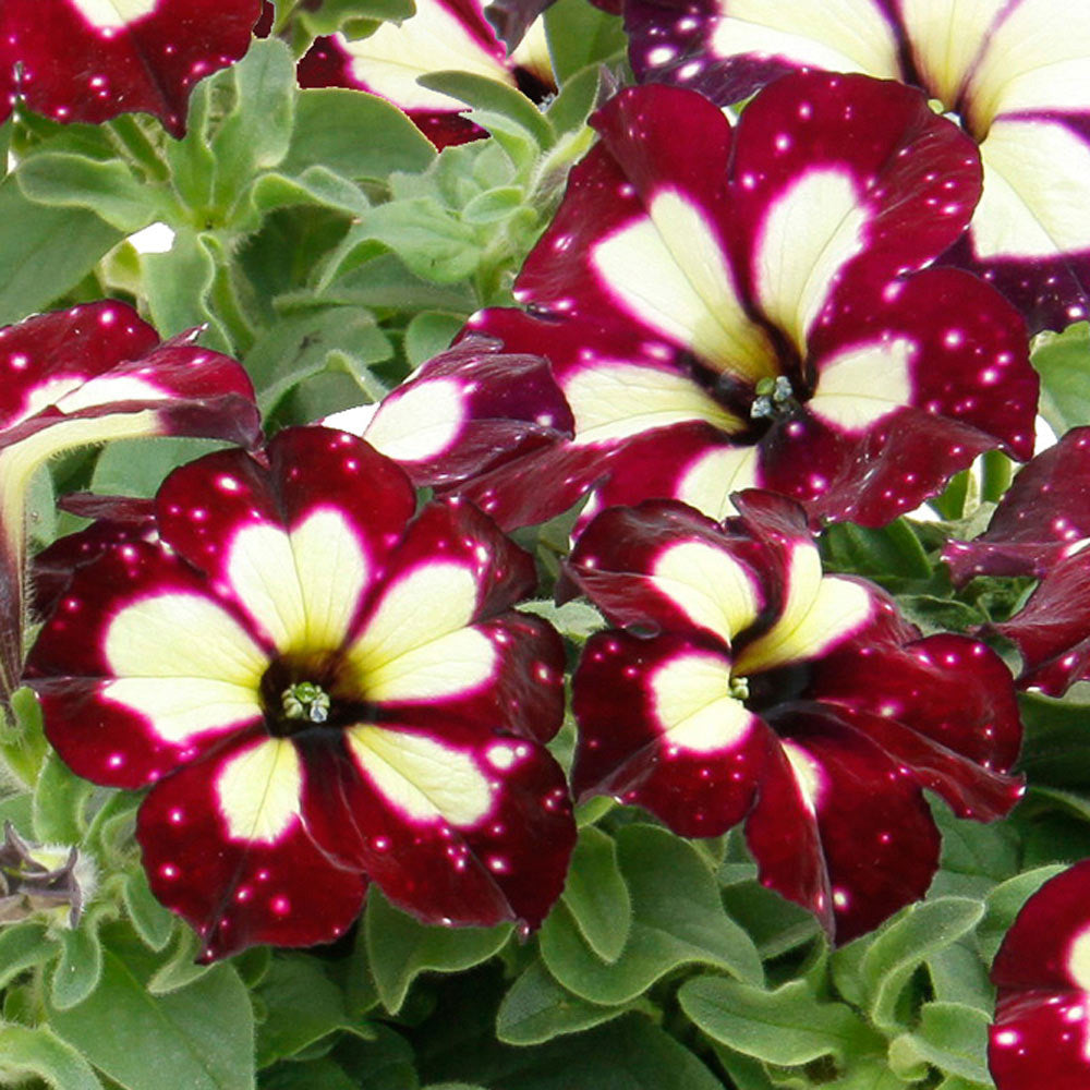 Petunia Lightning Sky