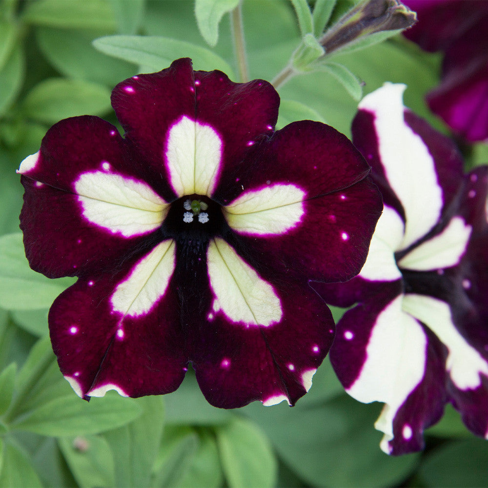 Petunia Lightning Sky