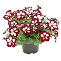 Petunia Lightning Sky