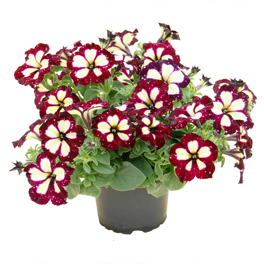 Petunia Lightning Sky