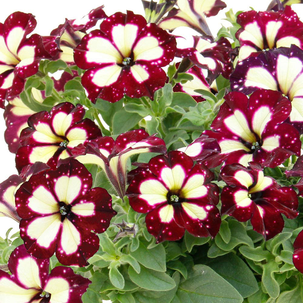 Petunia Lightning Sky