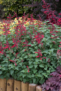 Salvia Roman Red