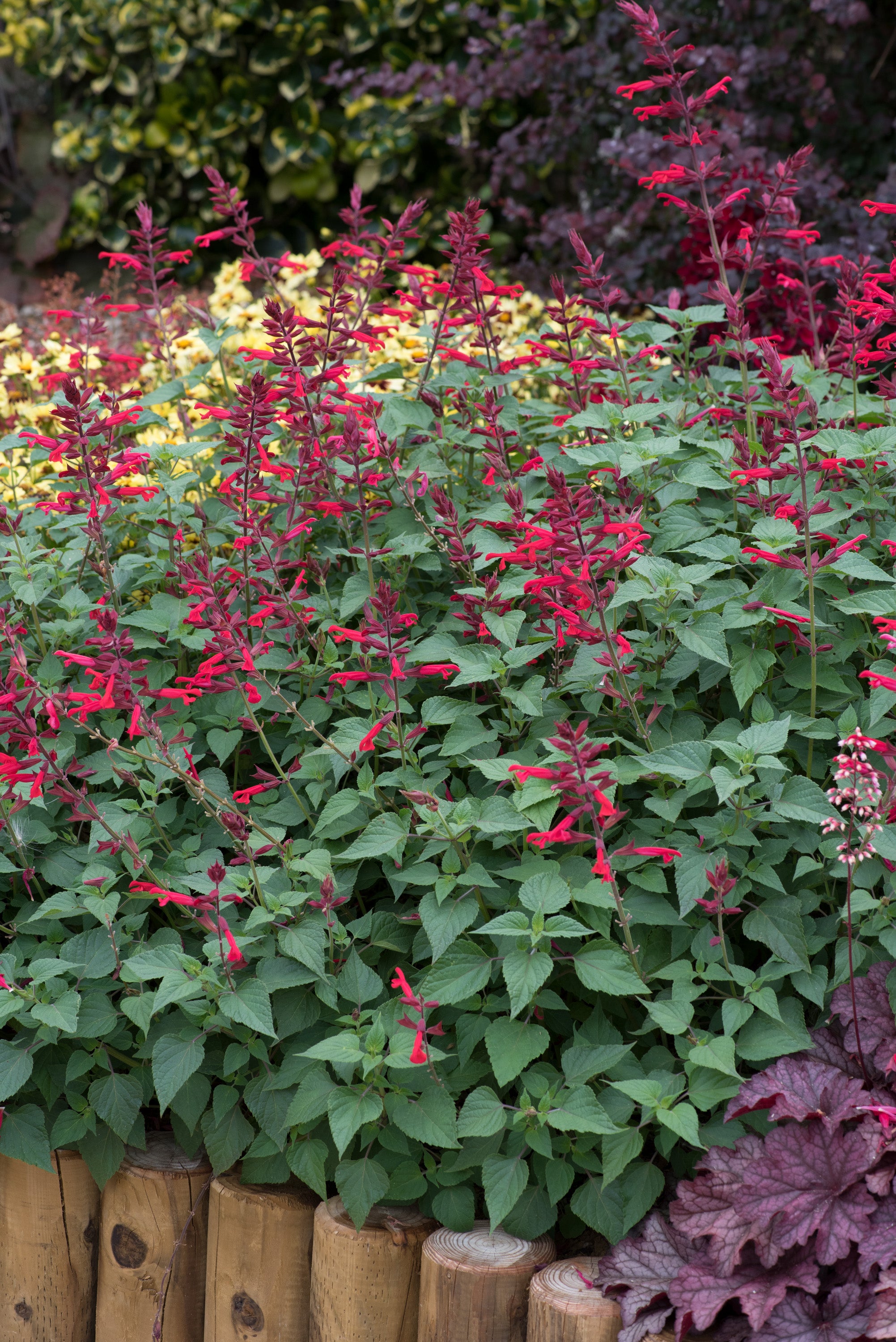 Salvia Roman Red