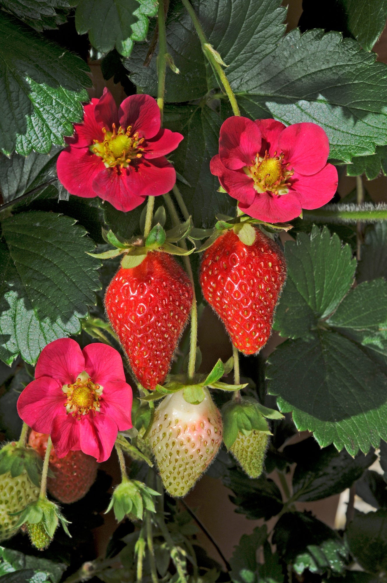 Strawberry Toscana