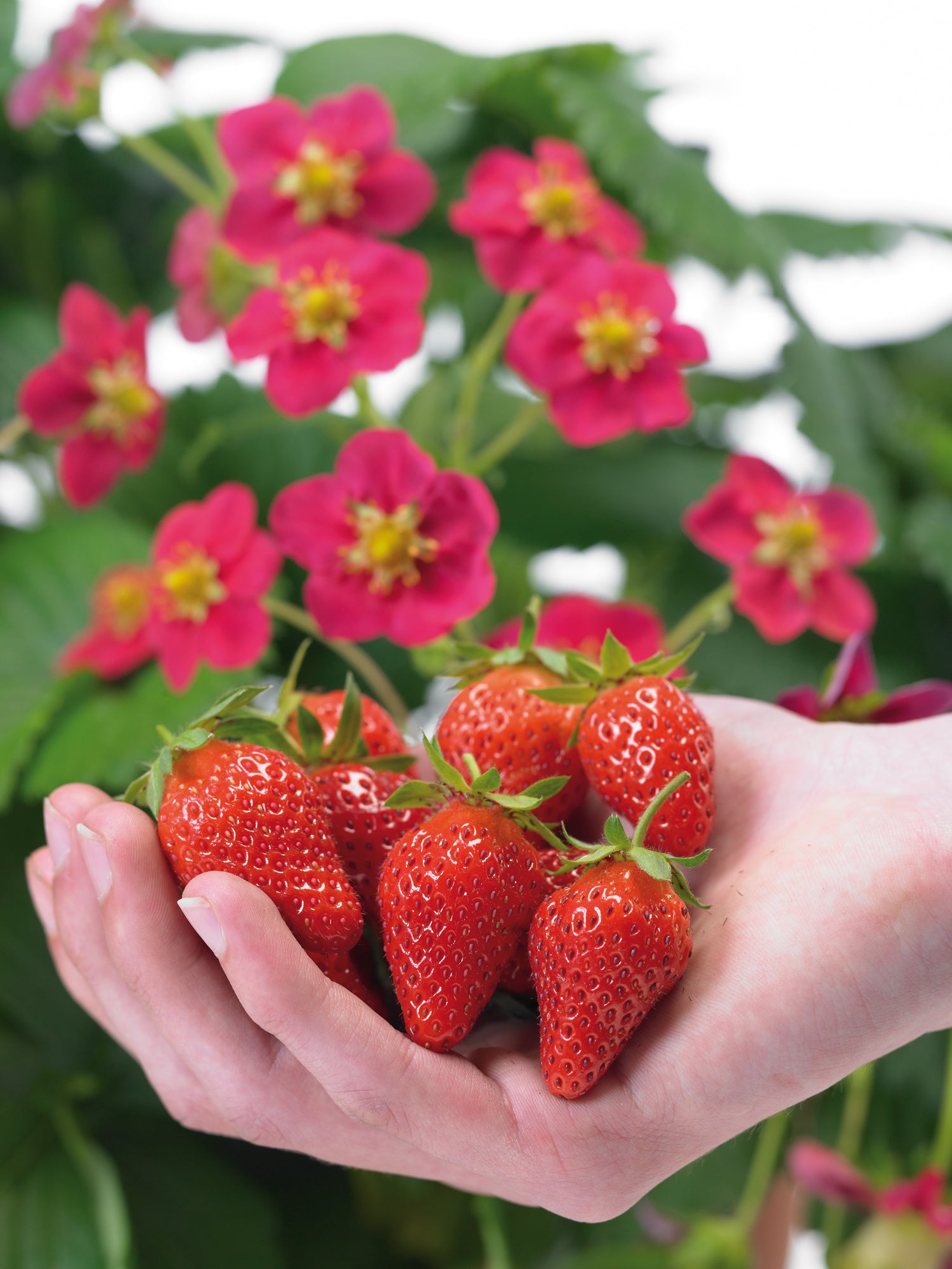 Strawberry Toscana
