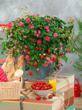 Strawberry Toscana