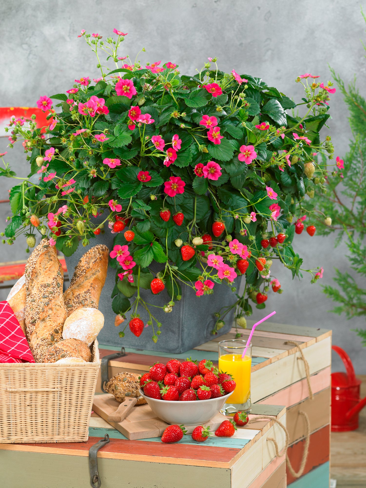 Strawberry Toscana