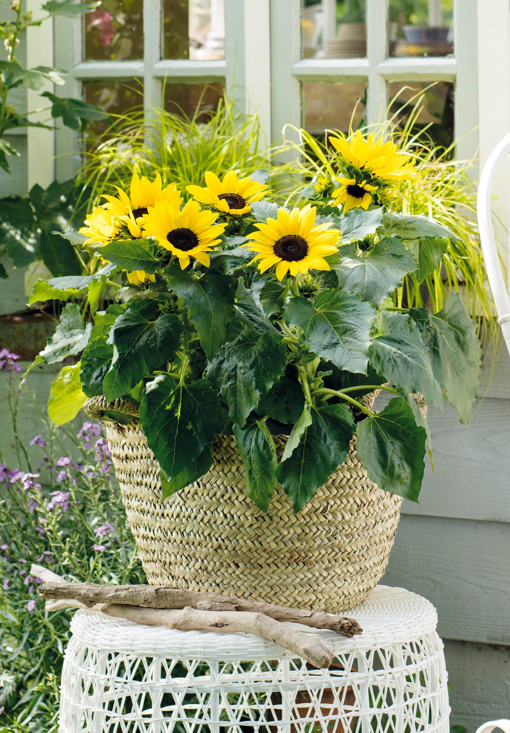 Sunflower Sunsation Yellow