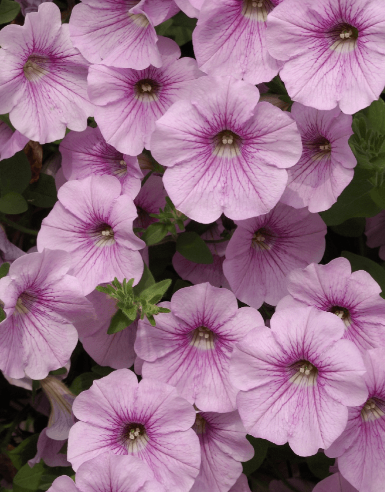 Petunia Surfinia Sweet Pink