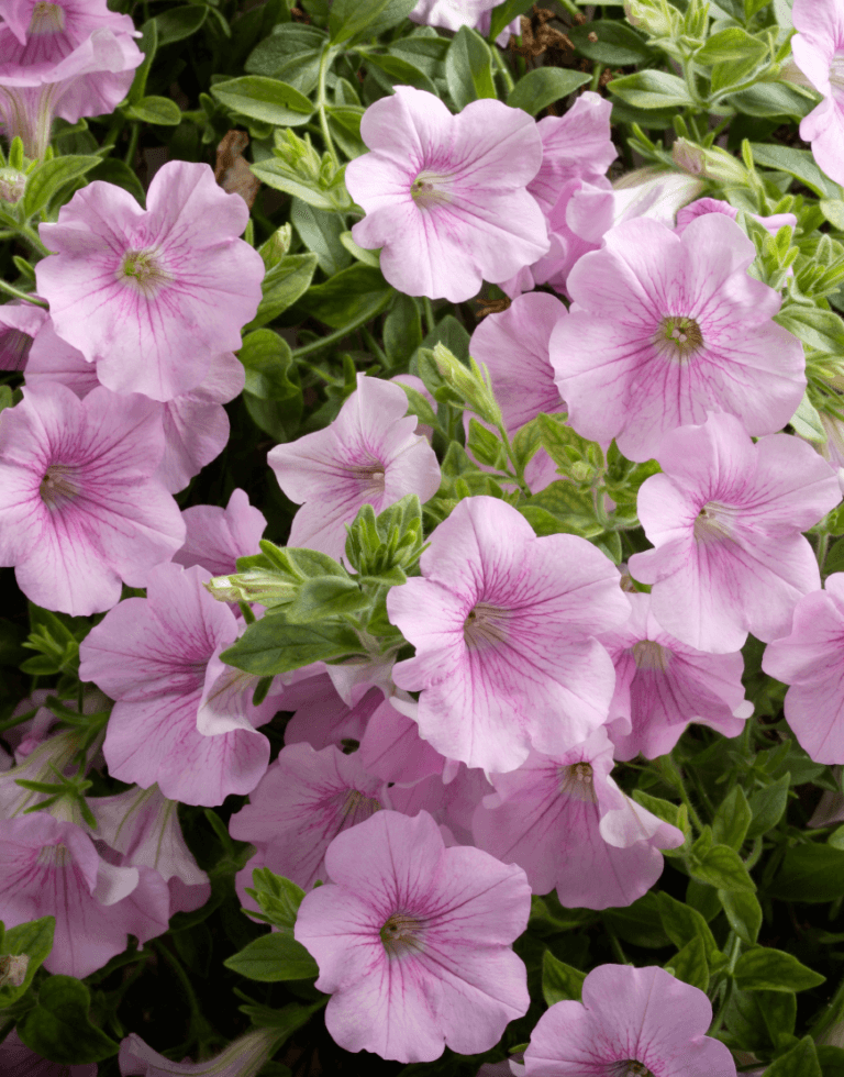 Petunia Surfinia Sweet Pink