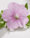 Petunia Surfinia Sweet Pink
